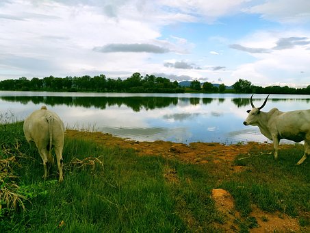 Das Vieh, Flussufer, Fulani, Weiden