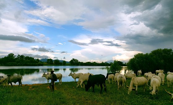 Das Vieh, Flussufer, Fulani, Weiden
