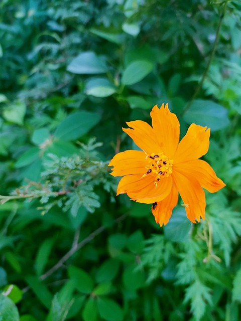 Blume, Grün, Blätter, Natur, Rose, Blüte