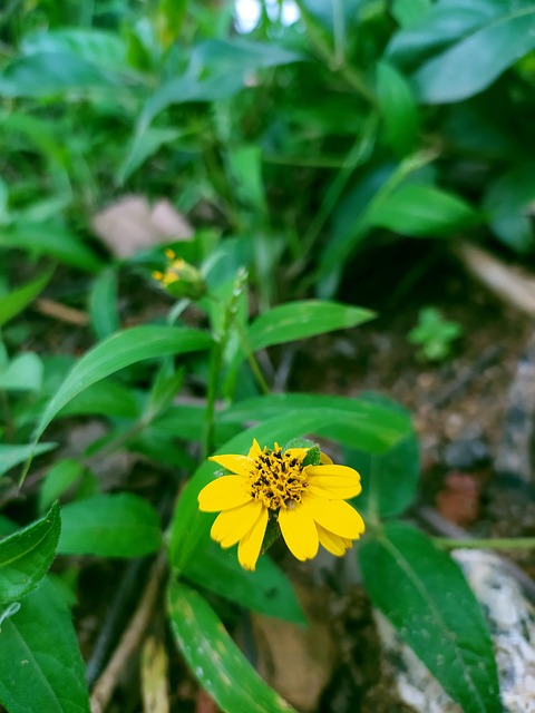 Grün, Blätter, Blumen, Natur, Rose