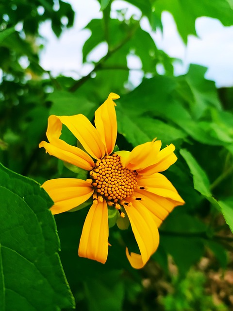 Grün, Blätter, Blumen, Natur, Rose