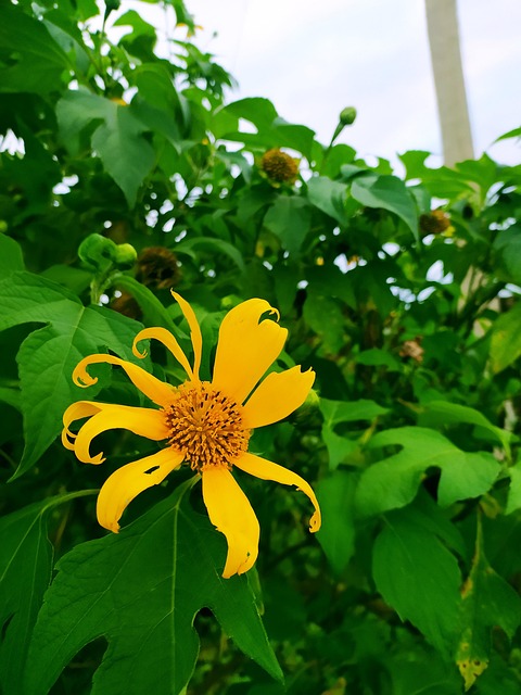 Grün, Blätter, Blumen, Natur, Rose