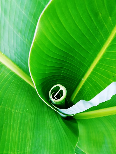 Blätter, Laub, Pflanze, Blumen, Blüte