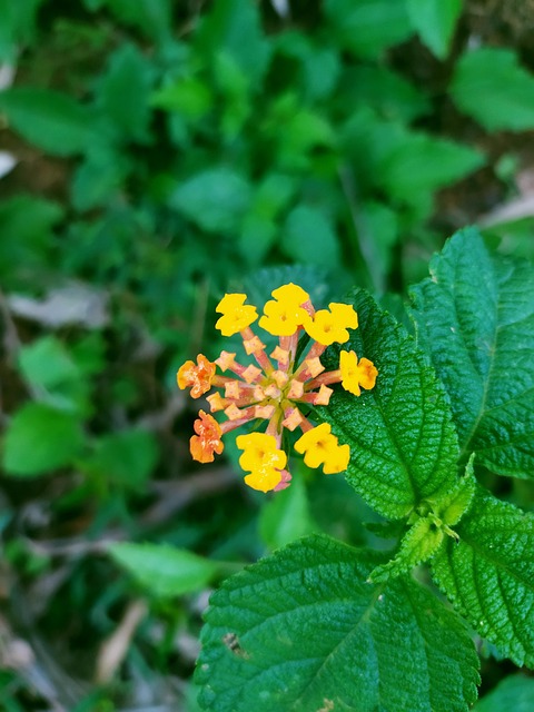 Grün, Blätter, Blumen, Natur, Rose