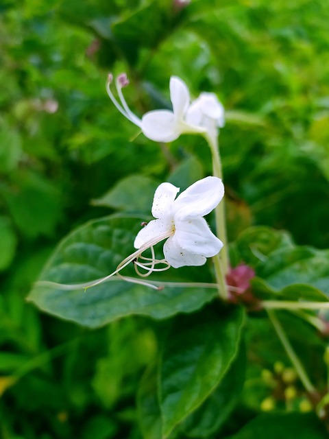Grün, Blätter, Blumen, Natur, Rose