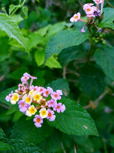 Grün, Blätter, Blumen, Natur, Rose