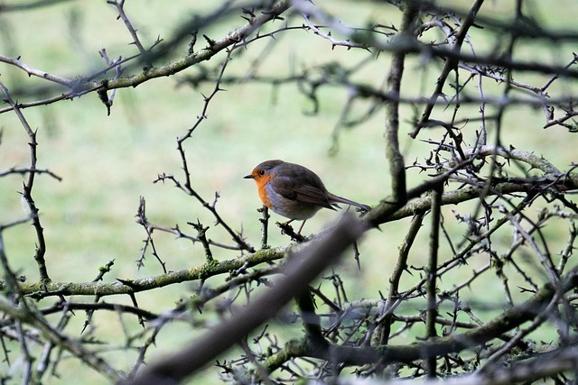 Free Robin Redbreast Bird photo and picture
