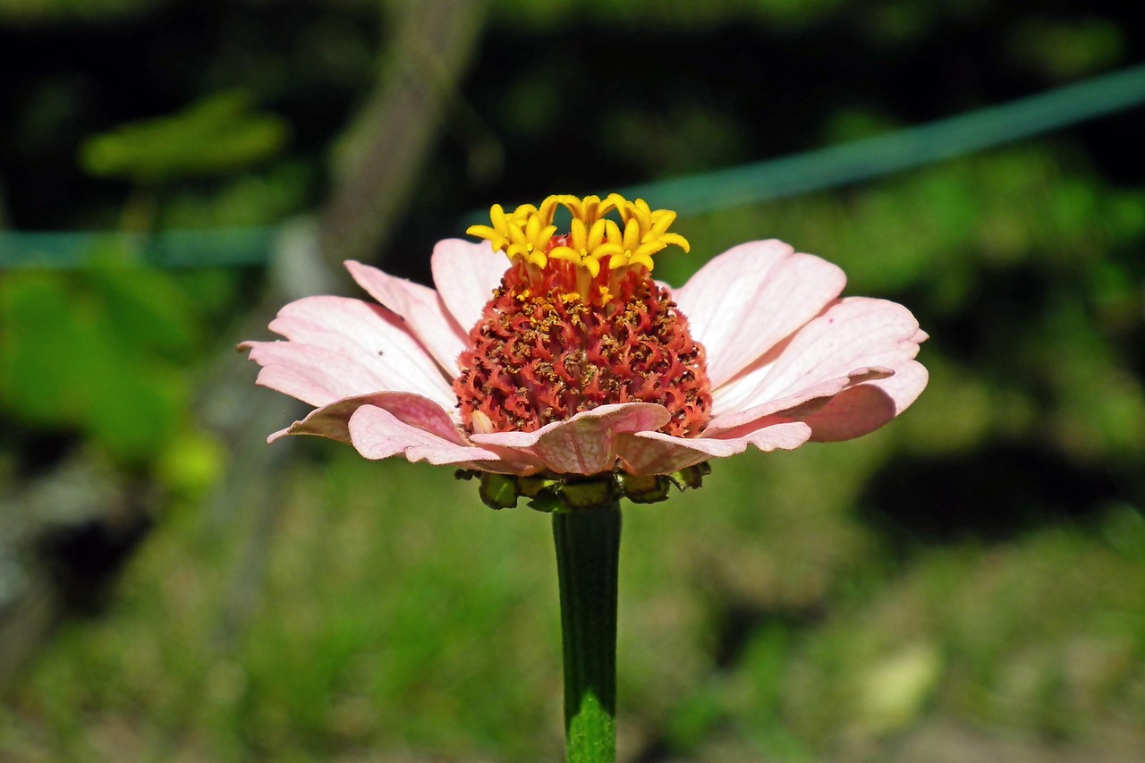 Zinnia Flower Blossom Free photo on Pixabay Pixabay