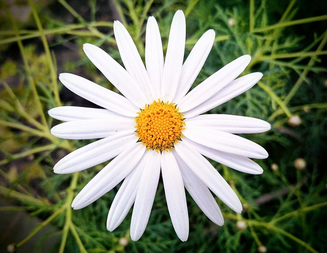 Free Flower White photo and picture