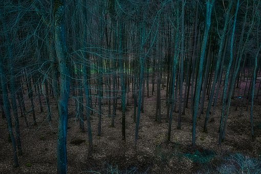 Skog, Fantasi, Avatar, Natur, Trær