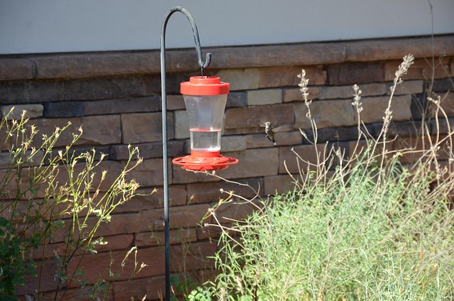 Free Hummingbird Bird photo and picture
