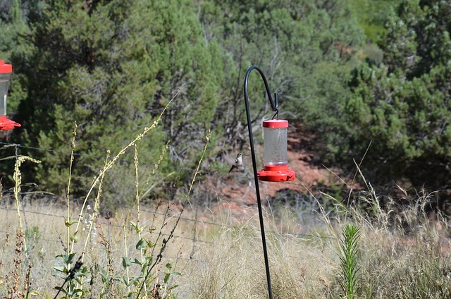 Free Hummingbird Bird photo and picture