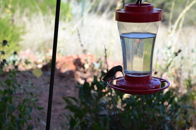 Free Hummingbird Bird photo and picture