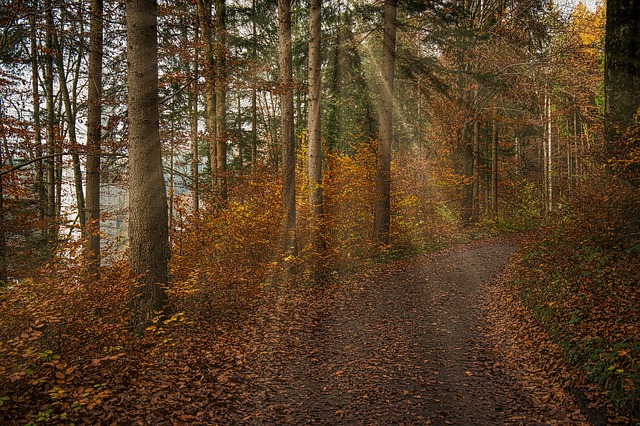Træer, Skov, Vej, Sti, Solstråler
