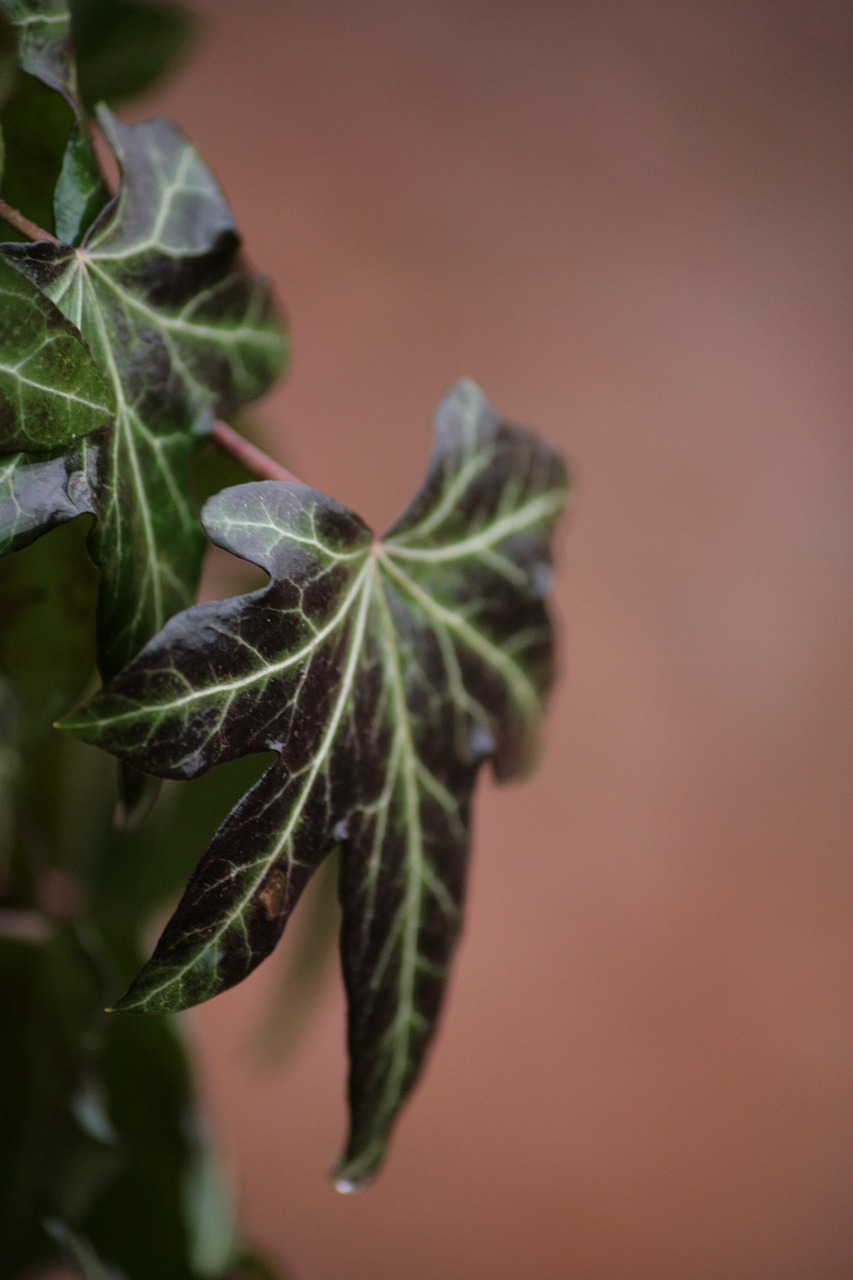 Ivy Fall Close Up - Free photo on Pixabay - Pixabay