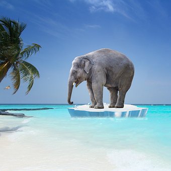 Elefant, Stoßzähne, Strand, Eis, Palme