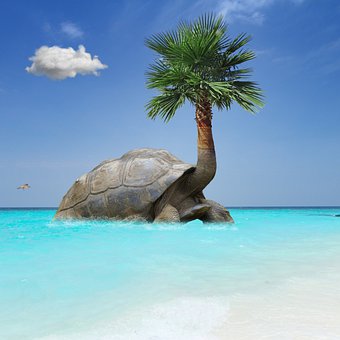 Schildkröte, Hülse, Palme, Ozean, Wellen