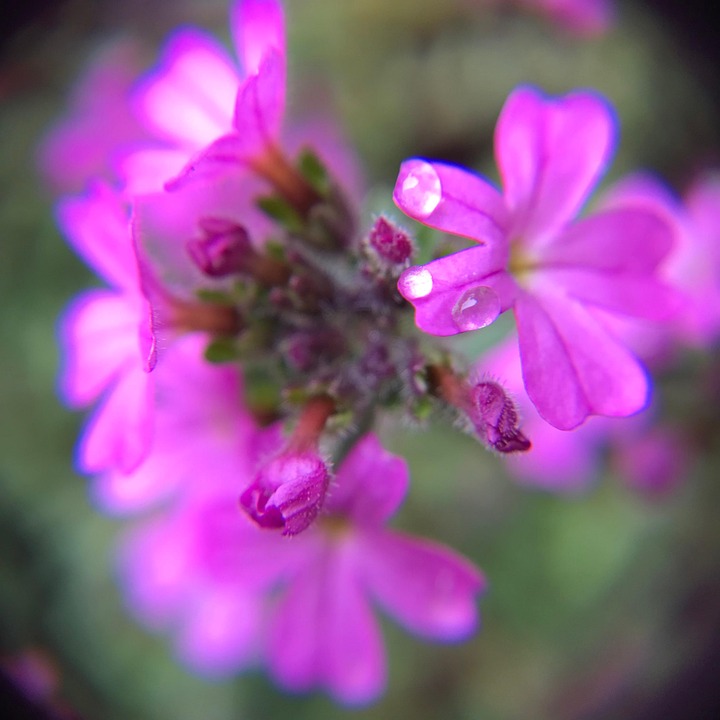 flowers-pink-free-photo-on-pixabay-pixabay