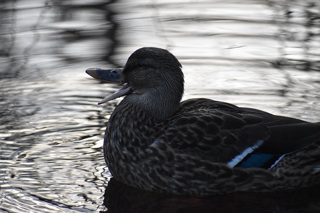 Free Duck Beak photo and picture