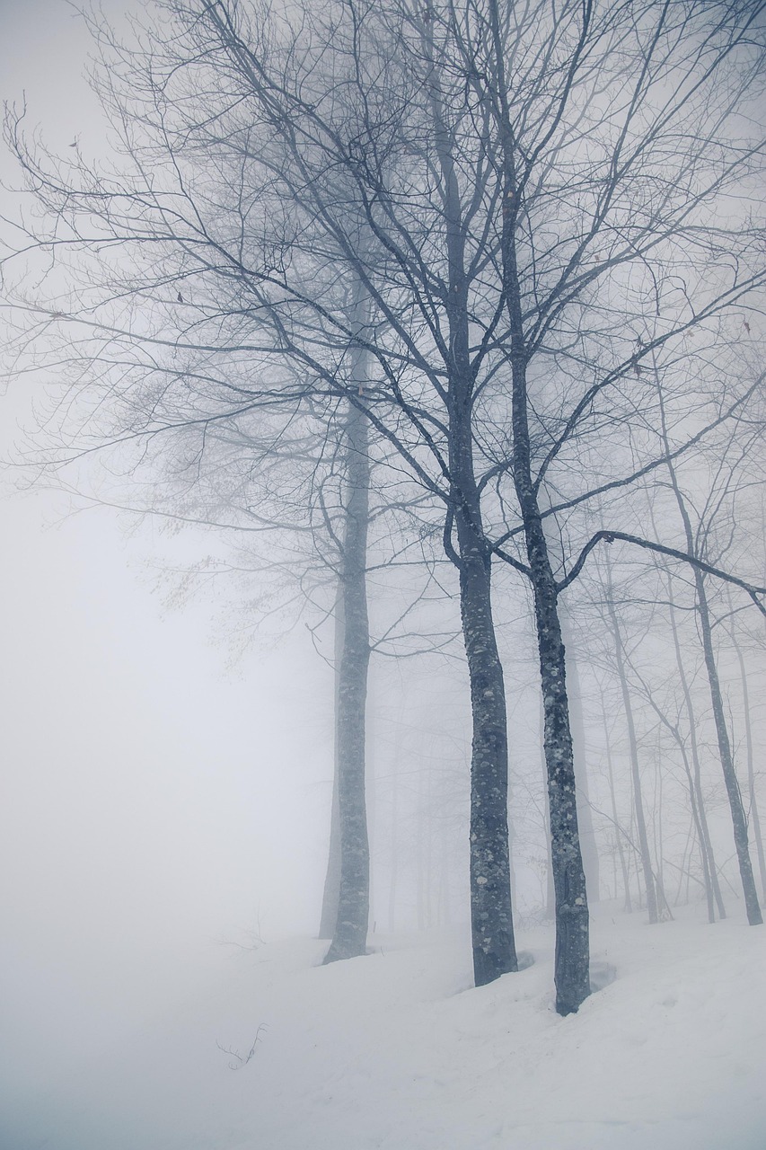 多雾路段 树木 森林 - Pixabay上的免费照片 - Pixabay