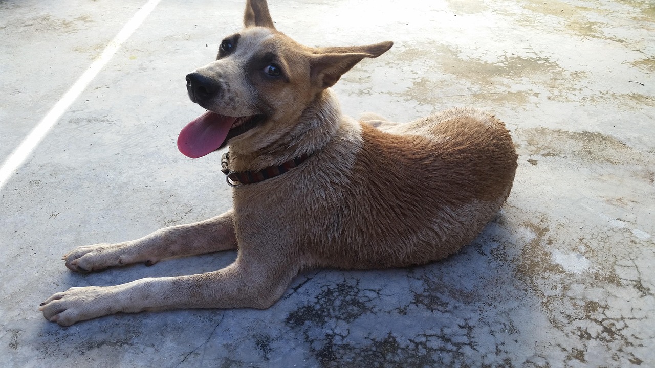 犬 ペット - Pixabayの無料写真 - Pixabay