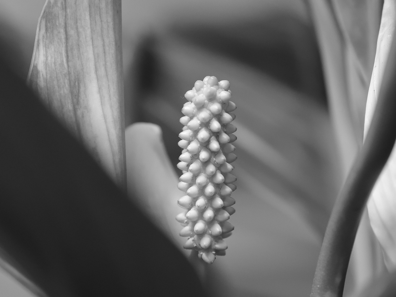 Flower Bud Plant Free photo on Pixabay Pixabay