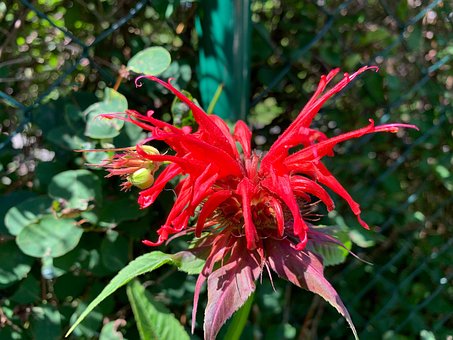 Free Flower Red photo and picture