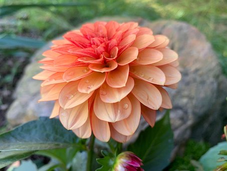Free Flower Orange photo and picture