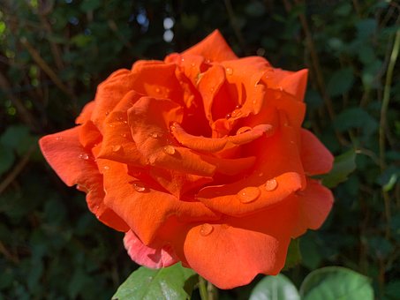 Free Flower Rose photo and picture