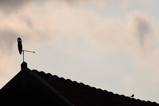 Free Owl Weather Vane photo and picture