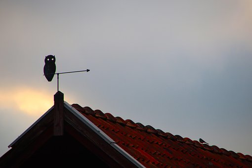 Free Owl Eve photo and picture