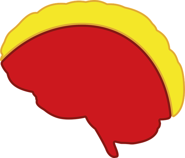 Free Brain Organ vector and picture