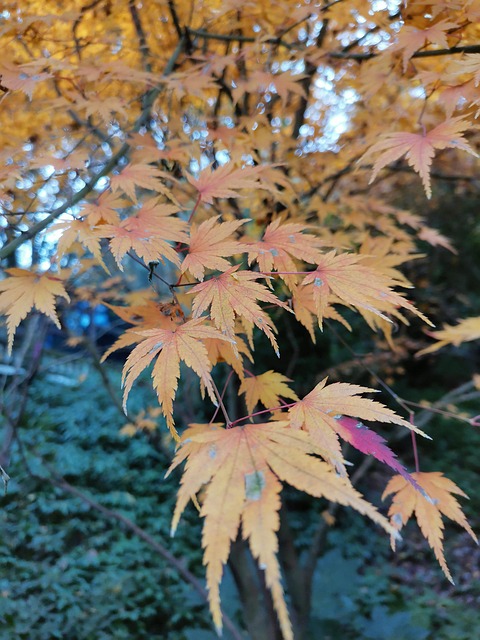 Free Late Autumn Maple photo and picture