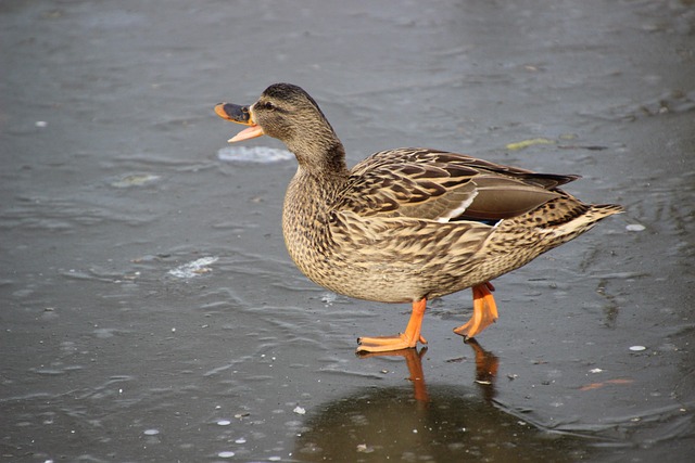 Free Duck Mallard photo and picture
