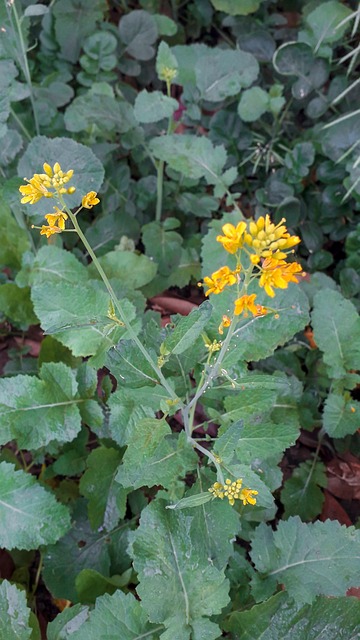 Flor, Flor Amarela, Girassol, Amarelo