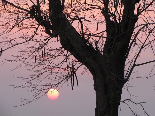 Free Sunset Nature photo and picture