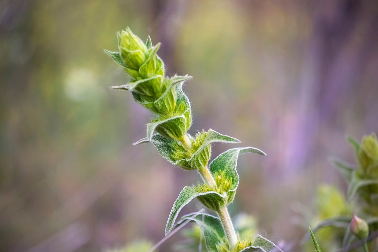 Plant Buds Flowers - Free photo on Pixabay