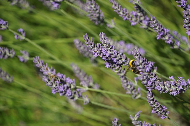 Free Lavender Garden photo and picture