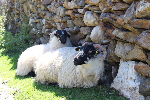 Free Sheep Ireland photo and picture