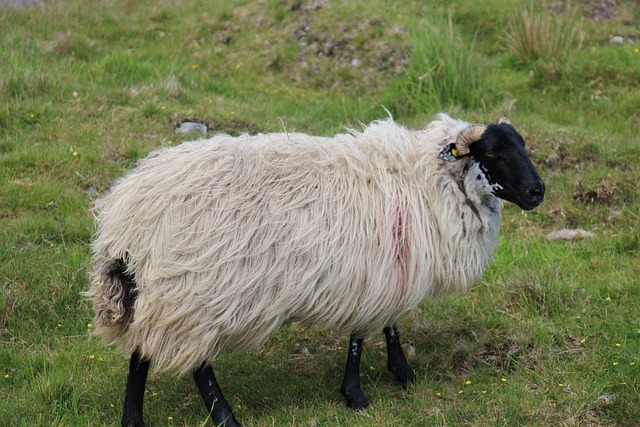 Free Sheep Ireland photo and picture