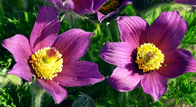 Blommor Kronblad Ståndare - Gratis foto på Pixabay - Pixabay
