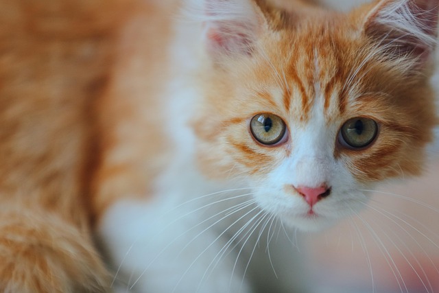 Gato, Gatito, Gato Naranja, Retrato