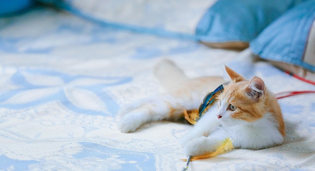 Gato, Gatito, Gato Naranja, Retrato