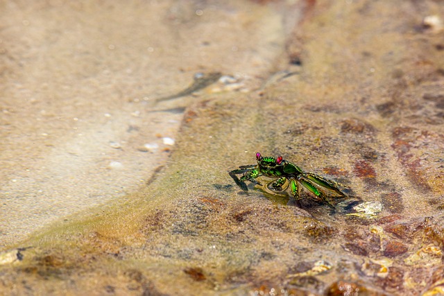crab, hermit crab, crustacean, invertebrate, sea, nature, claw, beach, sand, animal, island