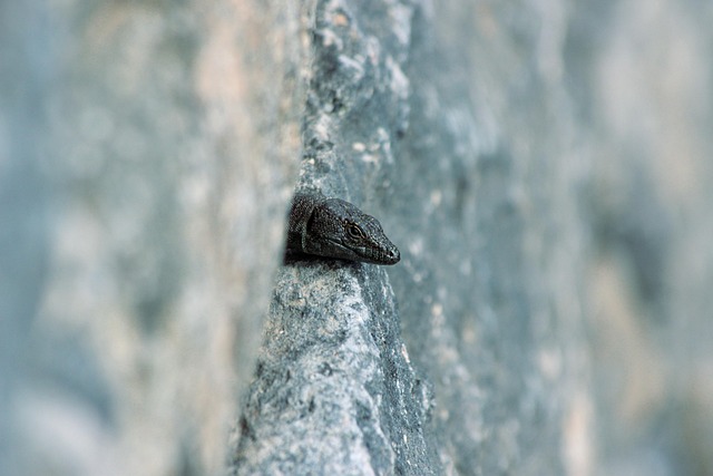 Free Lizard Animal photo and picture