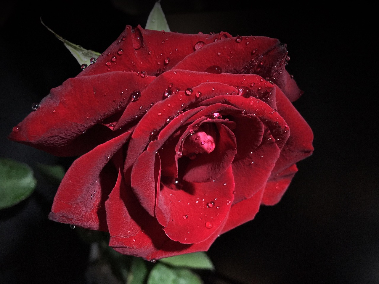 Rose Rouge Amour Passion Pétales Photo gratuite sur Pixabay Pixabay