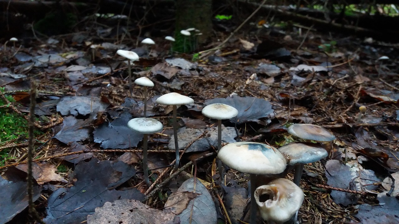 Champignons Forêt La Nature - Photo gratuite sur Pixabay - Pixabay