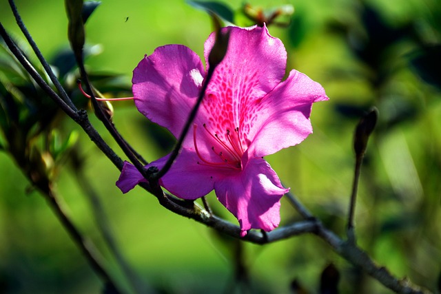 Azalea Flower Pink - Free photo on Pixabay - Pixabay