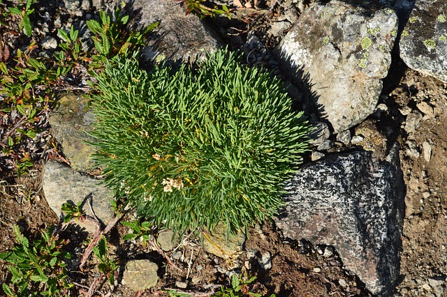 Free Flowers On The Stones Mountains photo and picture