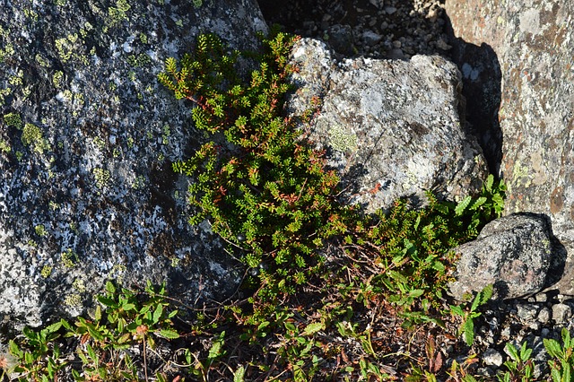 Free Shiksha Berry Mountains photo and picture